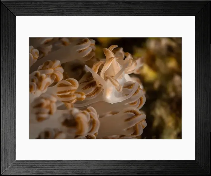 Framed Print : Nudibranch Phyllodesmium jakobsenae. Underwater macro photography from Romblon, Philippines Framed Print : Nudibranch Phyllodesmium jakobsenae. Underwater macro photography from Romblon, Philippines