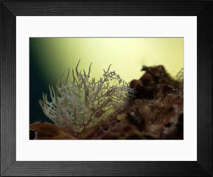 Framed Print : Nudibranch Melibe colemani. Underwater macro photography from Romblon, Philippines Framed Print : Nudibranch Melibe colemani. Underwater macro photography from Romblon, Philippines