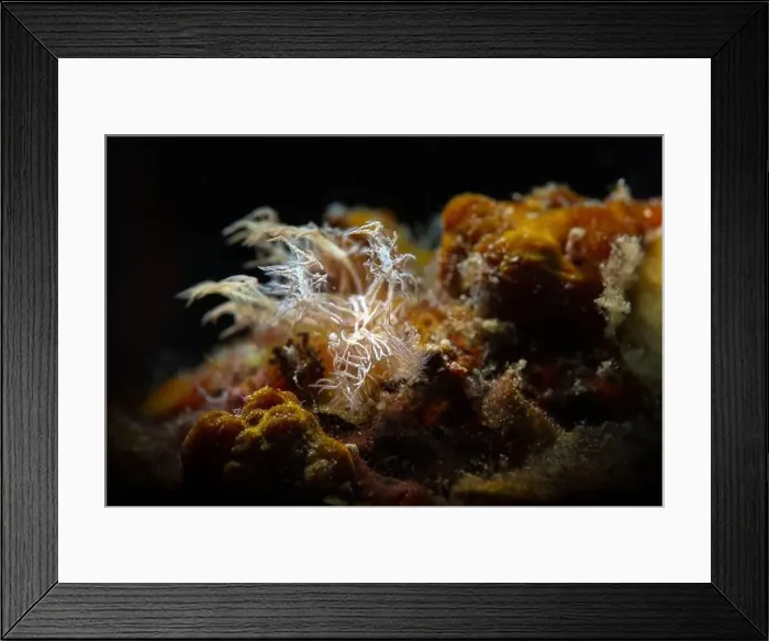 Framed Print : Nudibranch Melibe colemani. Underwater macro photography from Romblon, Philippines Framed Print : Nudibranch Melibe colemani. Underwater macro photography from Romblon, Philippines