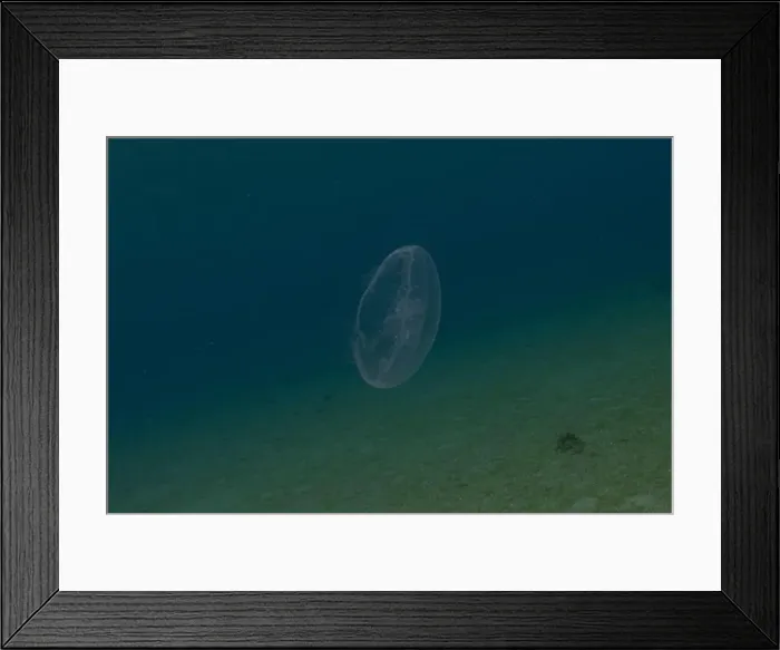 Framed Print : Jellyfish in the Red Sea are colorful and beautiful, Eilat Israel Framed Print : Jellyfish in the Red Sea are colorful and beautiful, Eilat Israel