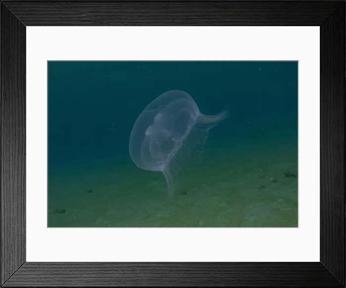Framed Print : Jellyfish in the Red Sea are colorful and beautiful, Eilat Israel Framed Print : Jellyfish in the Red Sea are colorful and beautiful, Eilat Israel