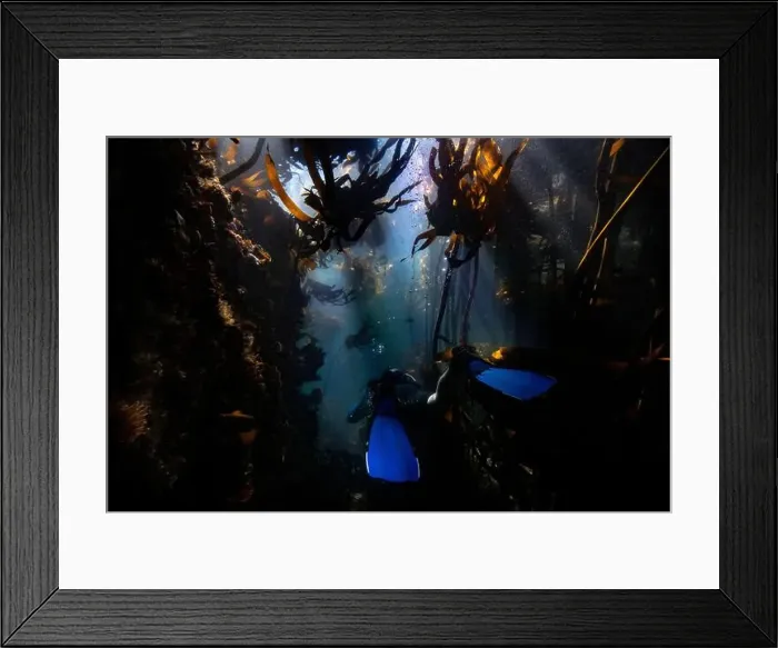 Framed Print : Scuba diver swimming through the dark murky kelp forest from behind with his blue fins Framed Print : Scuba diver swimming through the dark murky kelp forest from behind with his blue fins