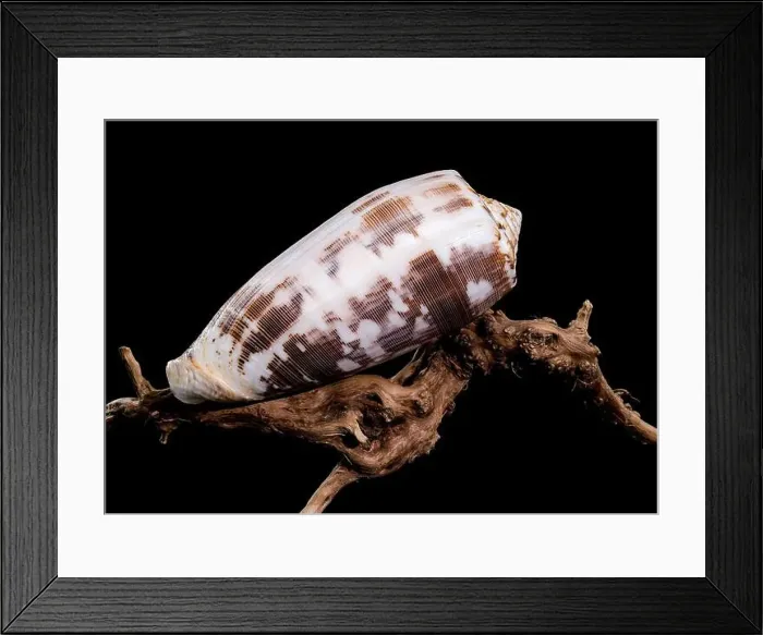 Framed Print : Close-up of a Conus striatus, commonly known as the striated cone shell Framed Print : Close-up of a Conus striatus, commonly known as the striated cone shell