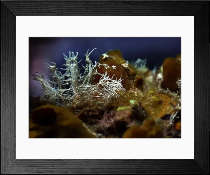 Framed Print : Nudibranch Melibe colemani. Underwater macro photography from Romblon, Philippines Framed Print : Nudibranch Melibe colemani. Underwater macro photography from Romblon, Philippines