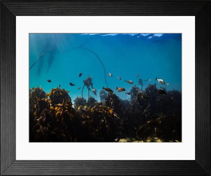 Framed Print : An underwater scene of a kelp forest in clear water with fish swimming through the leaves