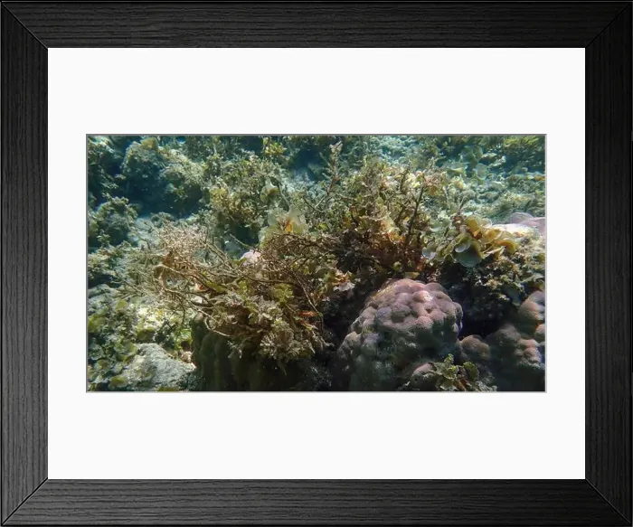 Framed Print : Vibrant coral reef with live and dead corals, surrounded by schooling reef fish in Bawean Island, East Java, Indonesia Framed Print : Vibrant coral reef with live and dead corals, surrounded by schooling reef fish in Bawean Island, East Java, Indonesia