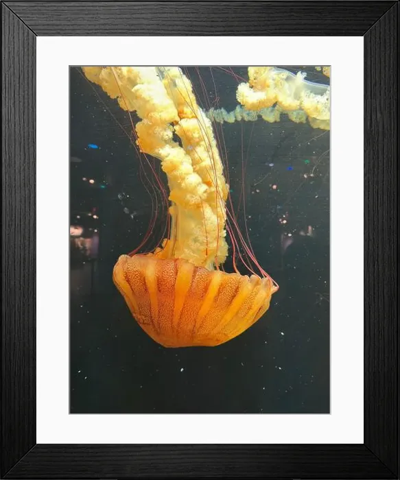 Framed Print : Pacific sea nettle (Chrysaora fuscescens) jellyfish gracefully floats with long Framed Print : Pacific sea nettle (Chrysaora fuscescens) jellyfish gracefully floats with long