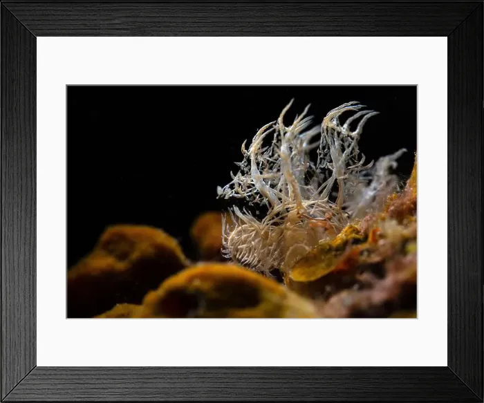 Framed Print : Nudibranch Melibe colemani. Underwater macro photography from Romblon, Philippines Framed Print : Nudibranch Melibe colemani. Underwater macro photography from Romblon, Philippines