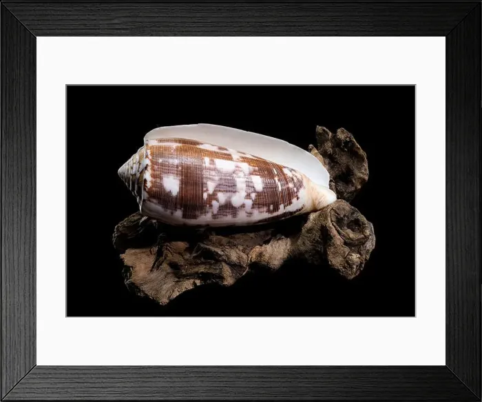 Framed Print : Close-up of a Conus striatus, commonly known as the striated cone shell Framed Print : Close-up of a Conus striatus, commonly known as the striated cone shell