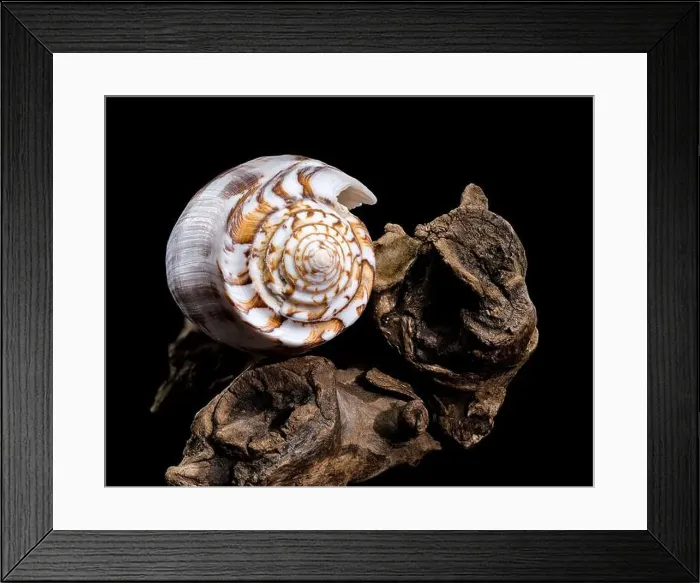 Framed Print : Close-up of a Conus striatus, commonly known as the striated cone shell Framed Print : Close-up of a Conus striatus, commonly known as the striated cone shell