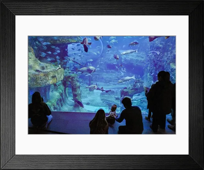 Framed Print : San Sebastian, Spain - 26 Jan, 2025: Visitors watch fish in a tank at San Sebastian Aquarium, Basque Country Framed Print : San Sebastian, Spain - 26 Jan, 2025: Visitors watch fish in a tank at San Sebastian Aquarium, Basque Country
