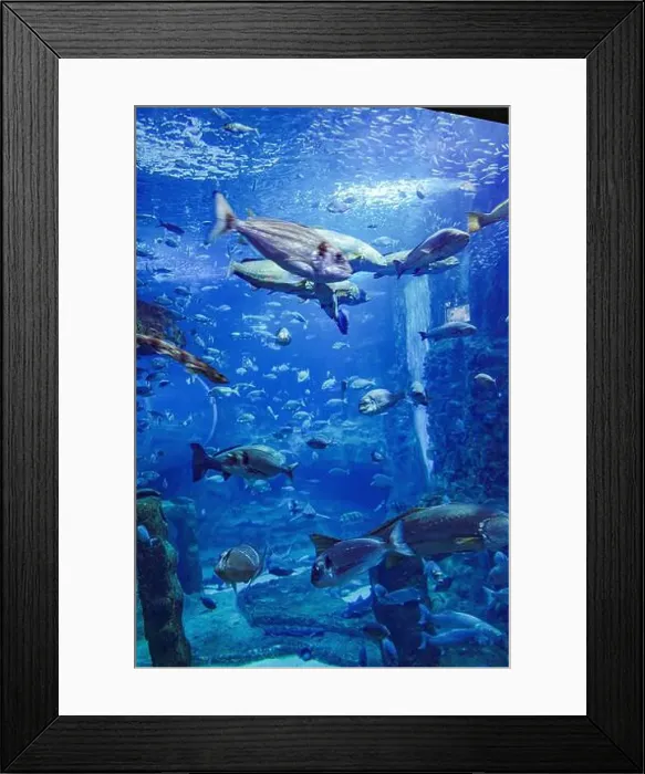 Framed Print : San Sebastian, Spain - 26 Jan, 2025: Fish in a tank at San Sebastian Aquarium, Basque Country Framed Print : San Sebastian, Spain - 26 Jan, 2025: Fish in a tank at San Sebastian Aquarium, Basque Country