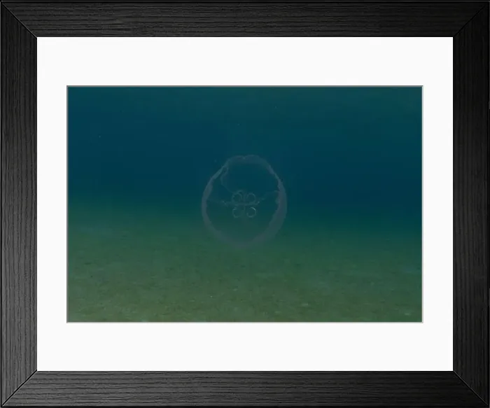 Framed Print : Jellyfish in the Red Sea are colorful and beautiful, Eilat Israel Framed Print : Jellyfish in the Red Sea are colorful and beautiful, Eilat Israel