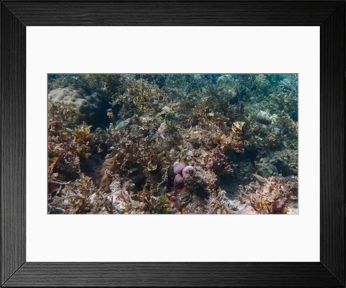Framed Print : Vibrant coral reef with live and dead corals, surrounded by schooling reef fish in Bawean Island, East Java, Indonesia Framed Print : Vibrant coral reef with live and dead corals, surrounded by schooling reef fish in Bawean Island, East Java, Indonesia