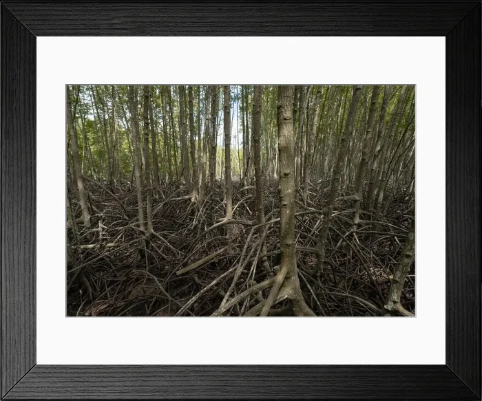 Framed Print : Mangrove tree roots in coastal wetland Framed Print : Mangrove tree roots in coastal wetland