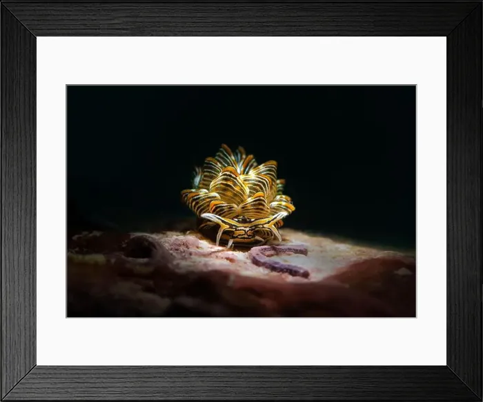 Framed Print : Nudibranch Cyerce nigra. Underwater macro photography from Romblon, Philippines Framed Print : Nudibranch Cyerce nigra. Underwater macro photography from Romblon, Philippines