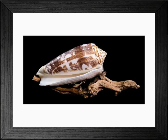 Framed Print : Close-up of a Conus striatus, commonly known as the striated cone shell Framed Print : Close-up of a Conus striatus, commonly known as the striated cone shell