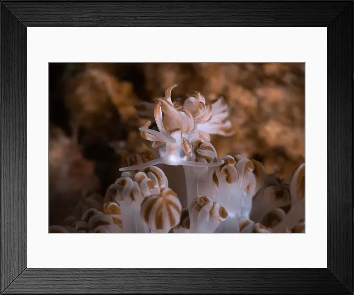 Framed Print : Nudibranch Phyllodesmium jakobsenae. Underwater macro photography from Romblon, Philippines Framed Print : Nudibranch Phyllodesmium jakobsenae. Underwater macro photography from Romblon, Philippines