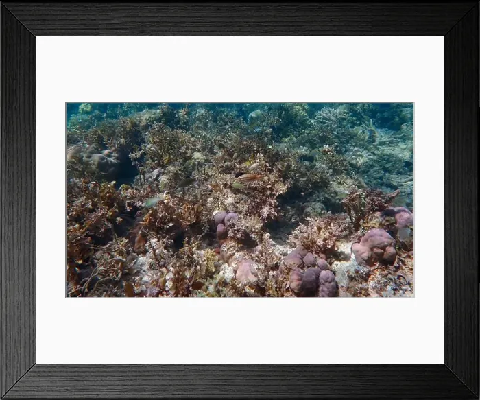 Framed Print : Vibrant coral reef with live and dead corals, surrounded by schooling reef fish in Bawean Island, East Java, Indonesia Framed Print : Vibrant coral reef with live and dead corals, surrounded by schooling reef fish in Bawean Island, East Java, Indonesia