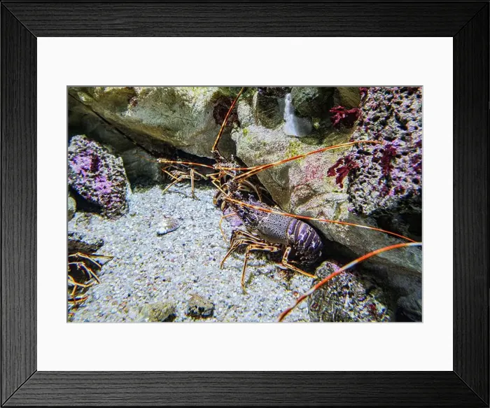 Framed Print : San Sebastian, Spain - 26 Jan, 2025: Lobsters in a tank at the San Sebastian Aquarium, Basque Country Framed Print : San Sebastian, Spain - 26 Jan, 2025: Lobsters in a tank at the San Sebastian Aquarium, Basque Country