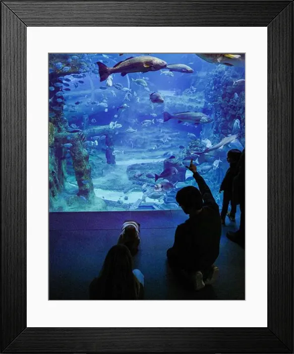 Framed Print : San Sebastian, Spain - 26 Jan, 2025: Visitors watch fish in a tank at San Sebastian Aquarium, Basque Country Framed Print : San Sebastian, Spain - 26 Jan, 2025: Visitors watch fish in a tank at San Sebastian Aquarium, Basque Country
