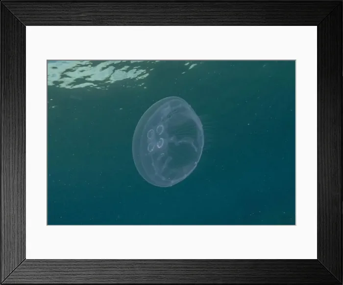 Framed Print : Jellyfish in the Red Sea are colorful and beautiful, Eilat Israel Framed Print : Jellyfish in the Red Sea are colorful and beautiful, Eilat Israel