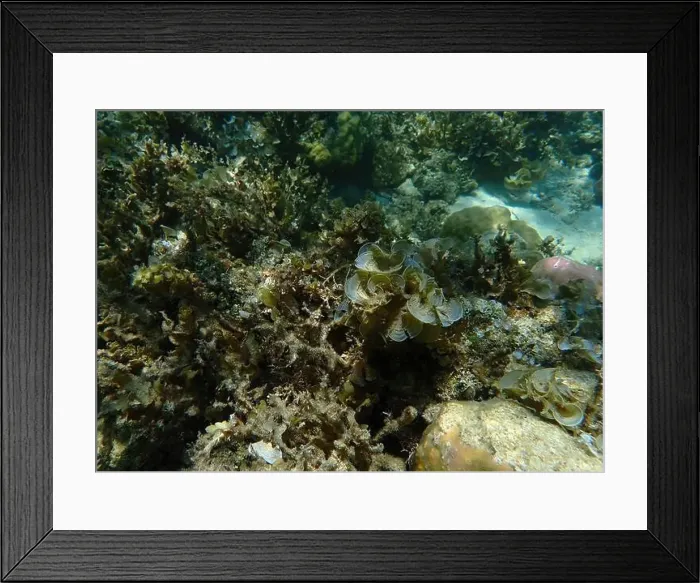 Framed Print : Vibrant coral reef with live and dead corals, surrounded by schooling reef fish in Bawean Island, East Java, Indonesia Framed Print : Vibrant coral reef with live and dead corals, surrounded by schooling reef fish in Bawean Island, East Java, Indonesia