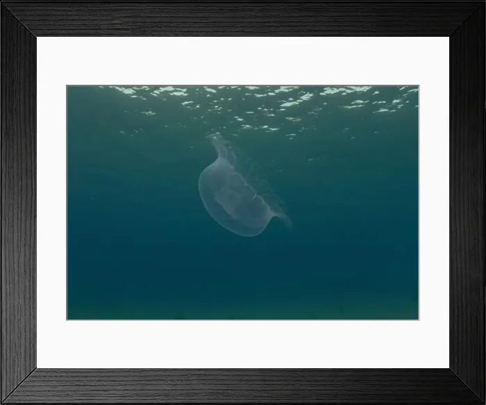 Framed Print : Jellyfish in the Red Sea are colorful and beautiful, Eilat Israel Framed Print : Jellyfish in the Red Sea are colorful and beautiful, Eilat Israel