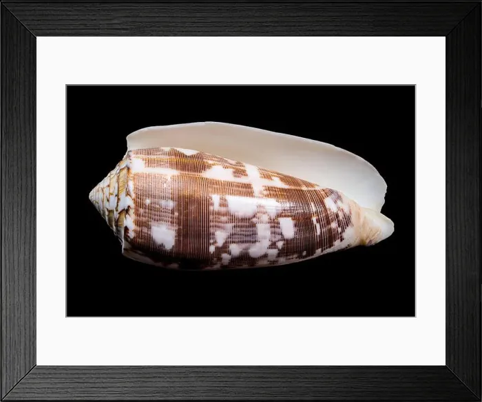 Framed Print : Close-up of a Conus striatus, commonly known as the striated cone shell Framed Print : Close-up of a Conus striatus, commonly known as the striated cone shell