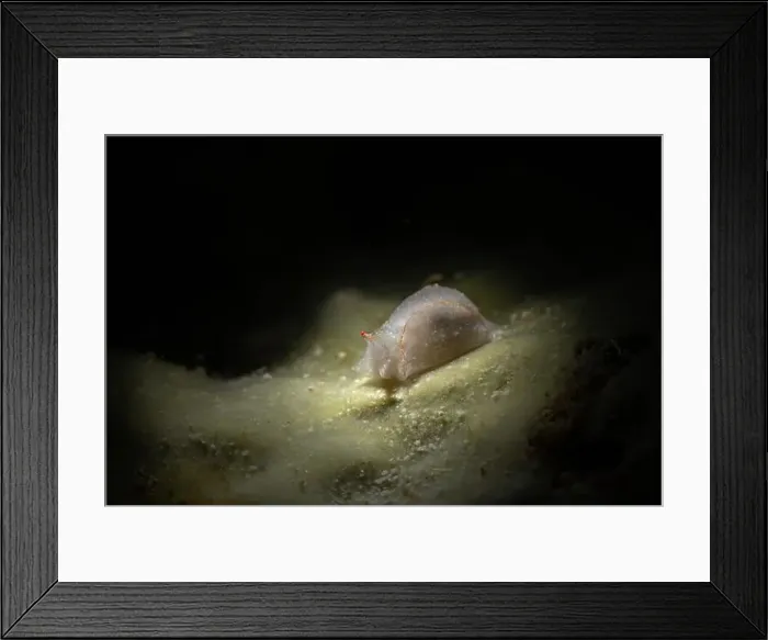 Framed Print : Nudibranch Sagaminopteron nigropunctatum. Underwater macro photography from Romblon, Philippines Framed Print : Nudibranch Sagaminopteron nigropunctatum. Underwater macro photography from Romblon, Philippines