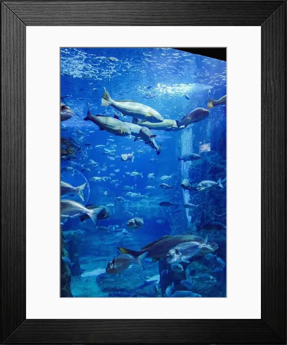 Framed Print : San Sebastian, Spain - 26 Jan, 2025: Fish in a tank at San Sebastian Aquarium, Basque Country