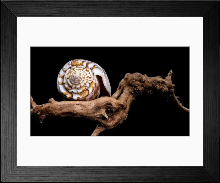 Framed Print : Close-up of a Conus striatus, commonly known as the striated cone shell Framed Print : Close-up of a Conus striatus, commonly known as the striated cone shell