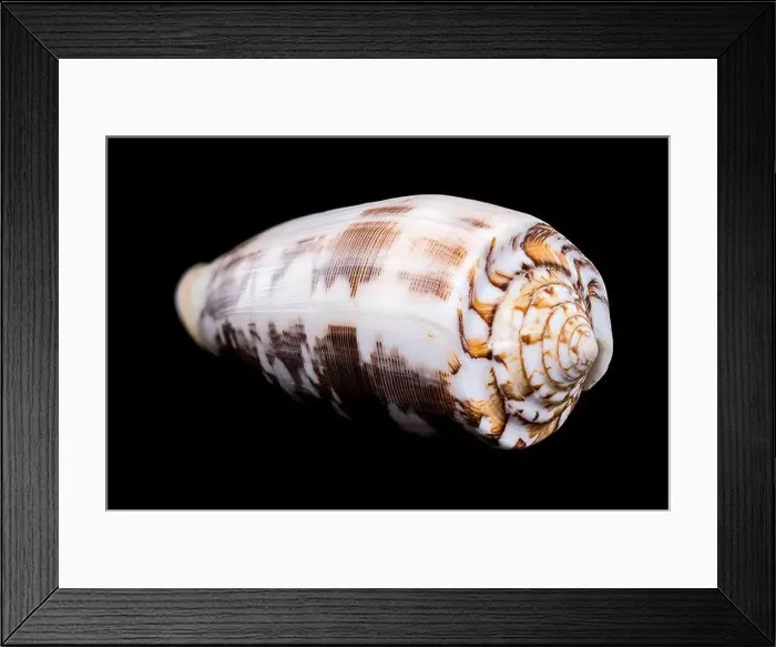 Framed Print : Close-up of a Conus striatus, commonly known as the striated cone shell Framed Print : Close-up of a Conus striatus, commonly known as the striated cone shell