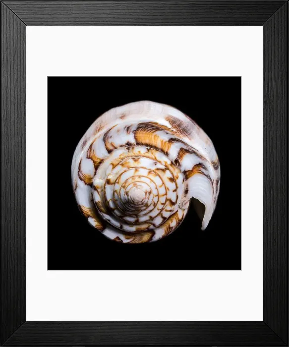 Framed Print : Close-up of a Conus striatus, commonly known as the striated cone shell Framed Print : Close-up of a Conus striatus, commonly known as the striated cone shell