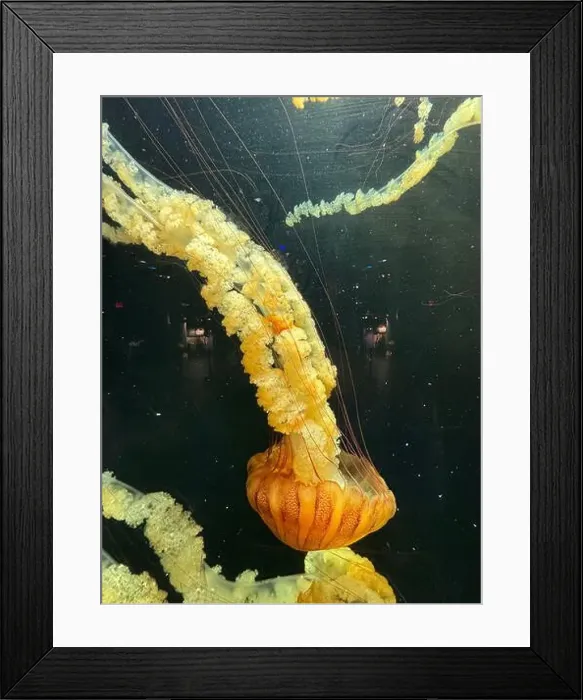 Framed Print : Pacific sea nettle (Chrysaora fuscescens) jellyfish gracefully floats with long Framed Print : Pacific sea nettle (Chrysaora fuscescens) jellyfish gracefully floats with long
