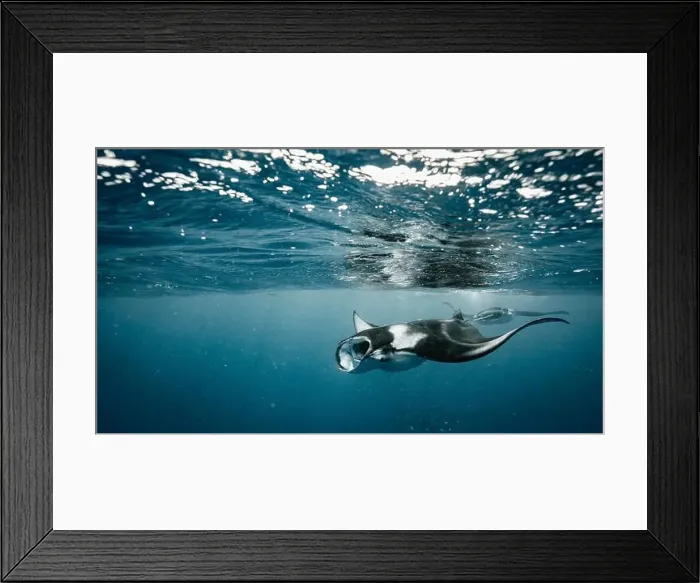 Framed Print : Manta ray feeding on plankton in the Maldives Framed Print : Manta ray feeding on plankton in the Maldives