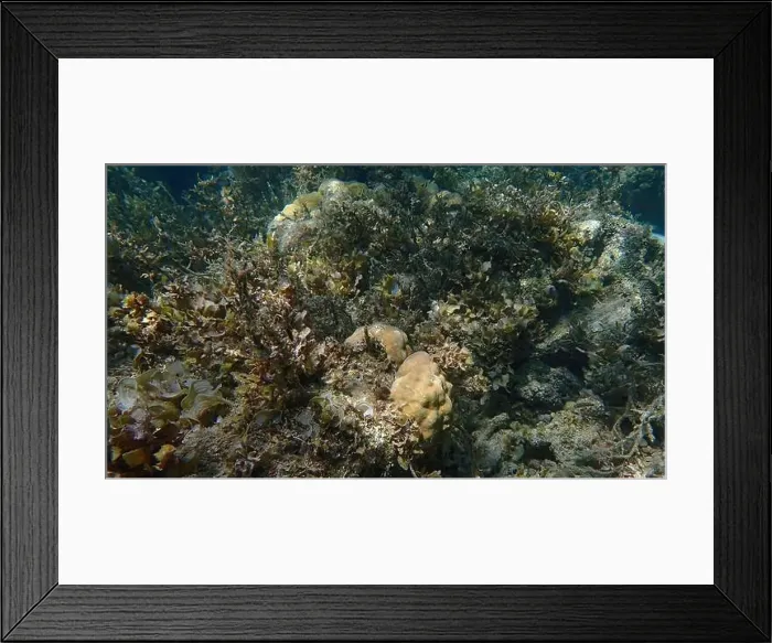 Framed Print : Vibrant coral reef with live and dead corals, surrounded by schooling reef fish in Bawean Island, East Java, Indonesia Framed Print : Vibrant coral reef with live and dead corals, surrounded by schooling reef fish in Bawean Island, East Java, Indonesia