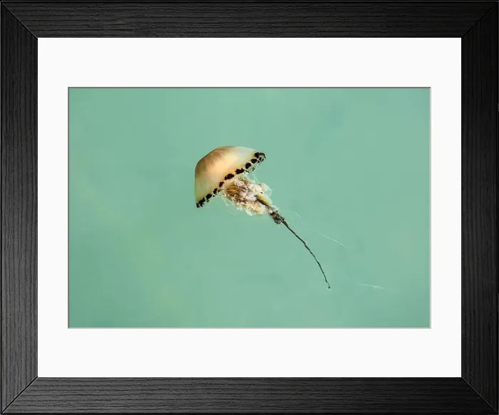 Framed Print : Compass jellyfish, Chrysaora hysoscella, at the British coast Framed Print : Compass jellyfish, Chrysaora hysoscella, at the British coast