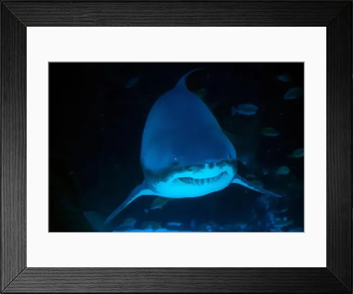 Framed Print : A Sand tiger shark underwater coming to you Framed Print : A Sand tiger shark underwater coming to you