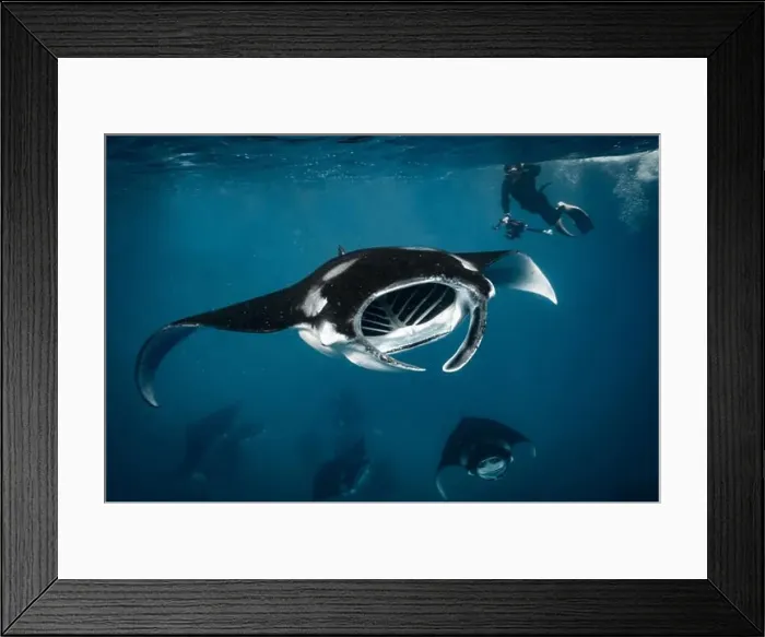 Framed Print : swimming with manta ray in the Maldives Framed Print : swimming with manta ray in the Maldives