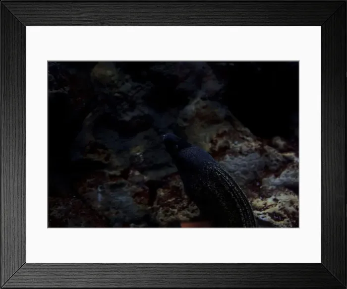 Framed Print : Muray eel in a tank with rocks in the background Framed Print : Muray eel in a tank with rocks in the background