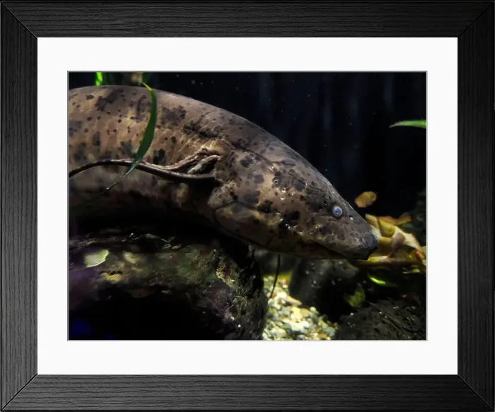 Framed Print : A West african lungfish Protopterus annectens underwater portrait Framed Print : A West african lungfish Protopterus annectens underwater portrait