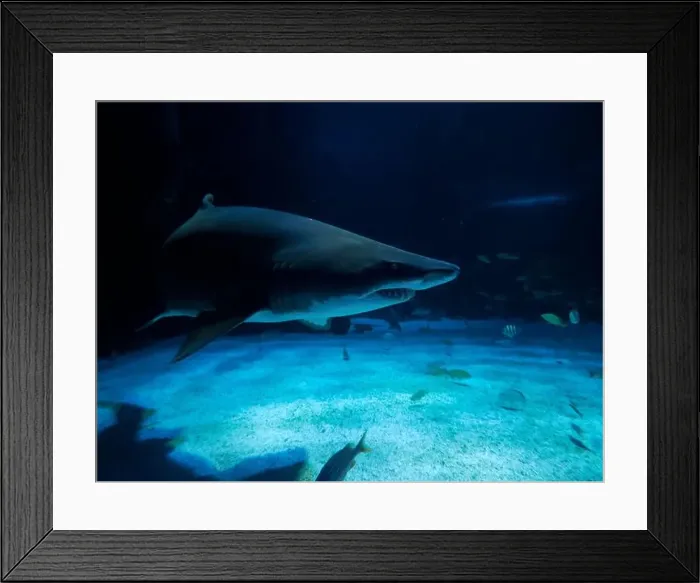 Framed Print : A Sand tiger shark underwater coming to you Framed Print : A Sand tiger shark underwater coming to you