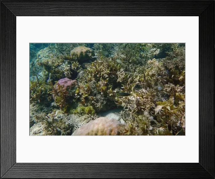 Framed Print : Vibrant coral reef with live and dead corals, surrounded by schooling reef fish in Bawean Island, East Java, Indonesia Framed Print : Vibrant coral reef with live and dead corals, surrounded by schooling reef fish in Bawean Island, East Java, Indonesia