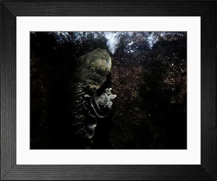 Framed Print : An Eastern Hellbender Cryptobrancus Alleganiensis underwater Framed Print : An Eastern Hellbender Cryptobrancus Alleganiensis underwater