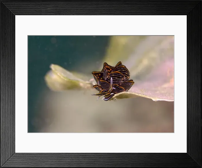 Framed Print : Nudibranch Cyerce nigra. Underwater macro photography from Romblon, Philippines Framed Print : Nudibranch Cyerce nigra. Underwater macro photography from Romblon, Philippines