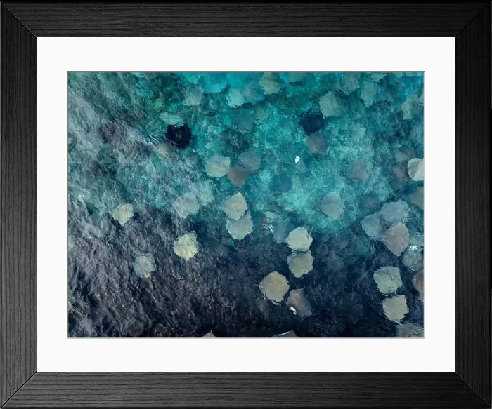 Framed Print : Many Stingray in the indian ocean near by a port Framed Print : Many Stingray in the indian ocean near by a port