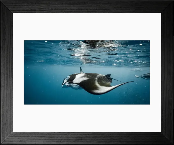 Framed Print : Manta ray feeding on plankton in the Maldives Framed Print : Manta ray feeding on plankton in the Maldives