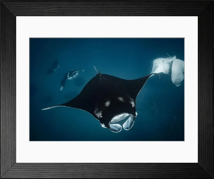 Framed Print : Manta ray feeding on plankton in the Maldives Framed Print : Manta ray feeding on plankton in the Maldives