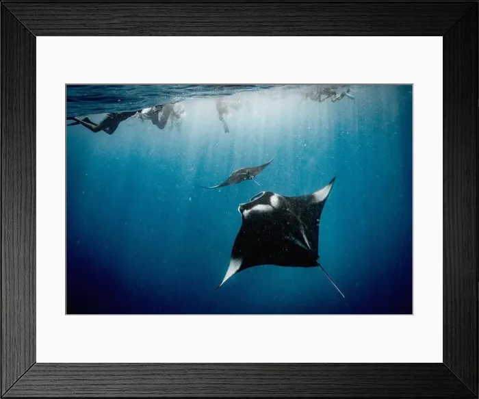 Framed Print : swimming with manta ray in the Maldives Framed Print : swimming with manta ray in the Maldives